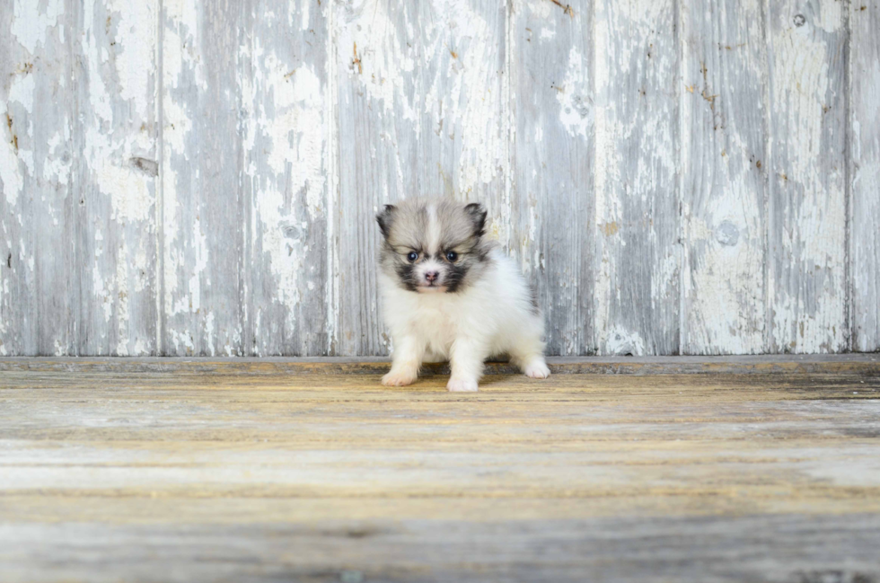 Pomeranian Pup Being Cute