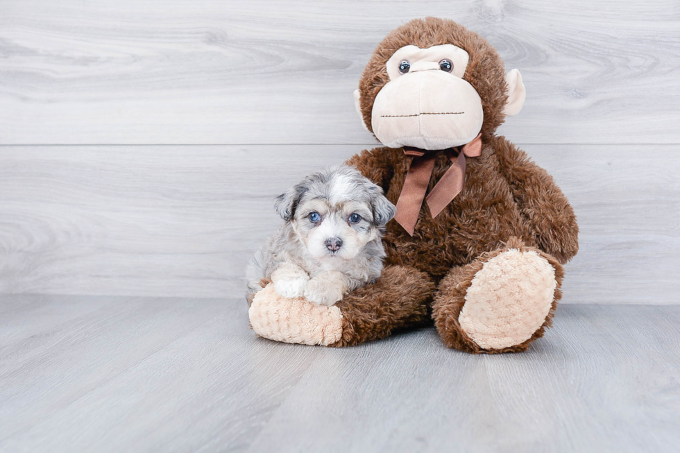 Energetic Aussiepoo Poodle Mix Puppy