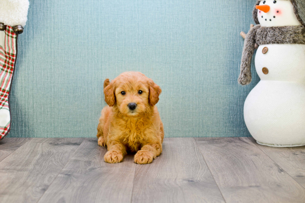 Small Mini Goldendoodle Baby