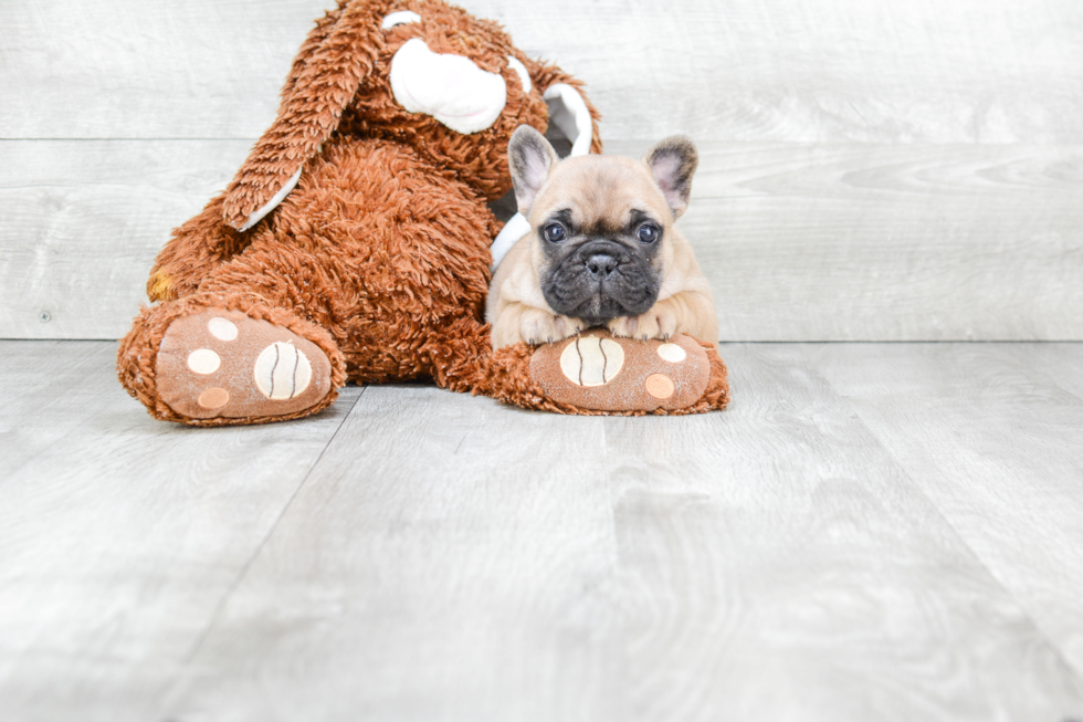 Hypoallergenic French Bulldog Baby