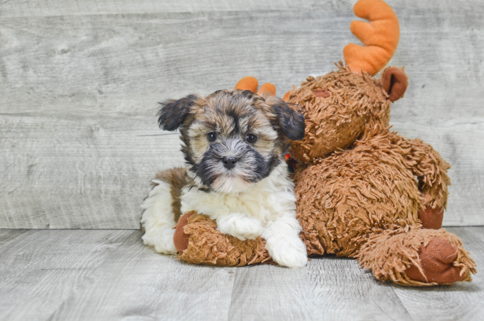 Friendly Havanese Baby