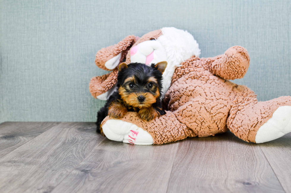 Meet Trigger - our Yorkshire Terrier Puppy Photo 