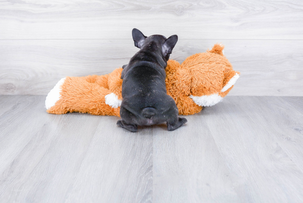 Adorable Frenchie Purebred Puppy