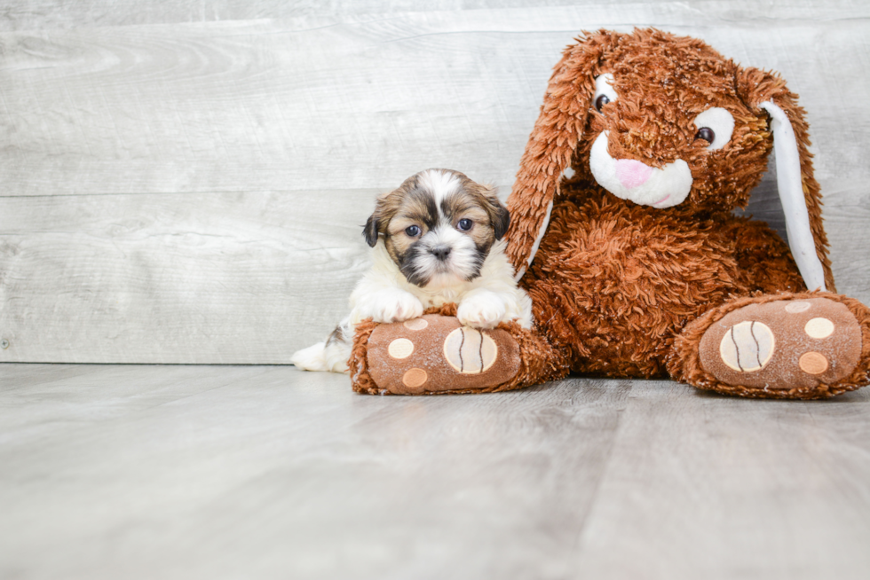 Teddy Bear Pup Being Cute