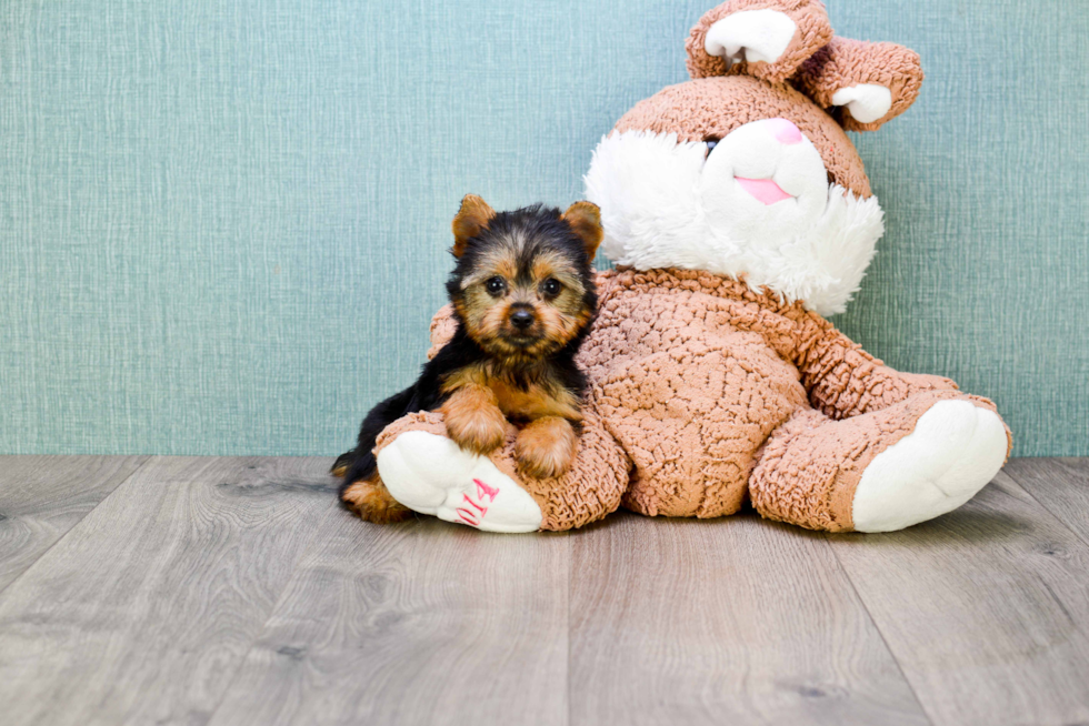 Meet Twinkle - our Yorkshire Terrier Puppy Photo 