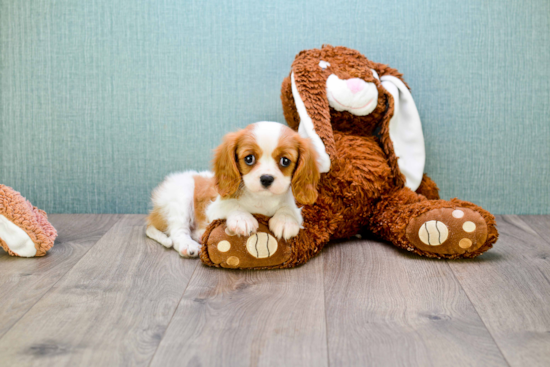 Cavalier King Charles Spaniel Puppy for Adoption