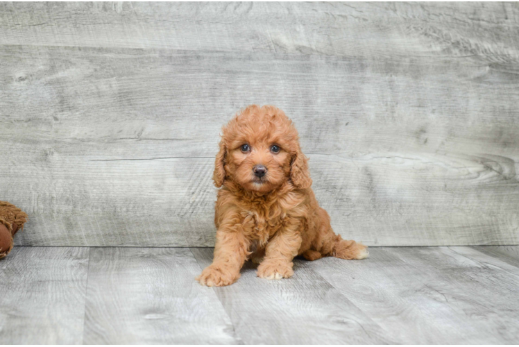 Mini Goldendoodle Puppy for Adoption