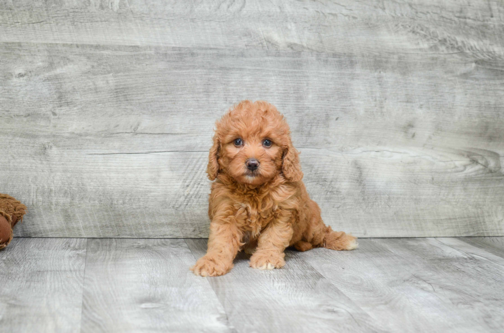 Mini Goldendoodle Puppy for Adoption