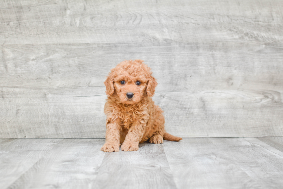 Mini Goldendoodle Pup Being Cute