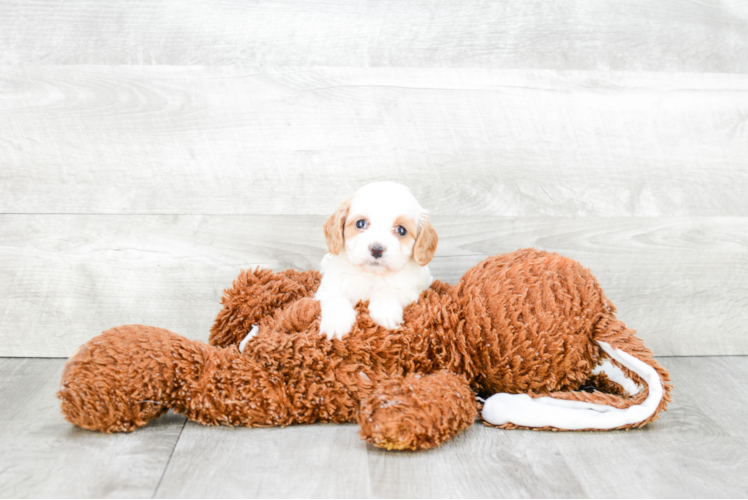 Fluffy Cavapoo Poodle Mix Pup