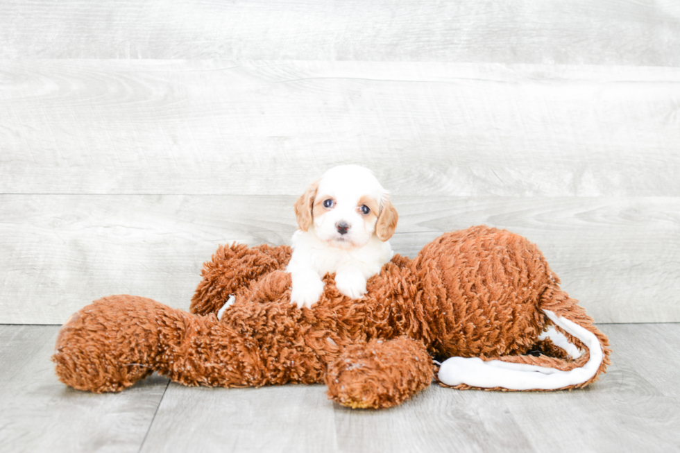 Fluffy Cavapoo Poodle Mix Pup