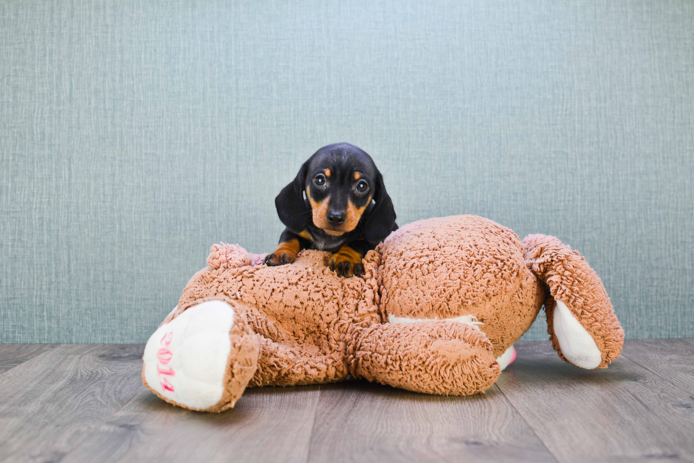 Dachshund Pup Being Cute