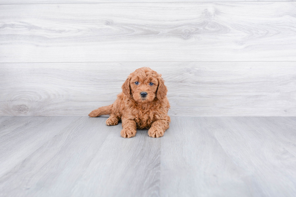 Friendly Mini Goldendoodle Baby