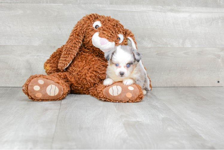 Friendly Mini Aussiedoodle Baby