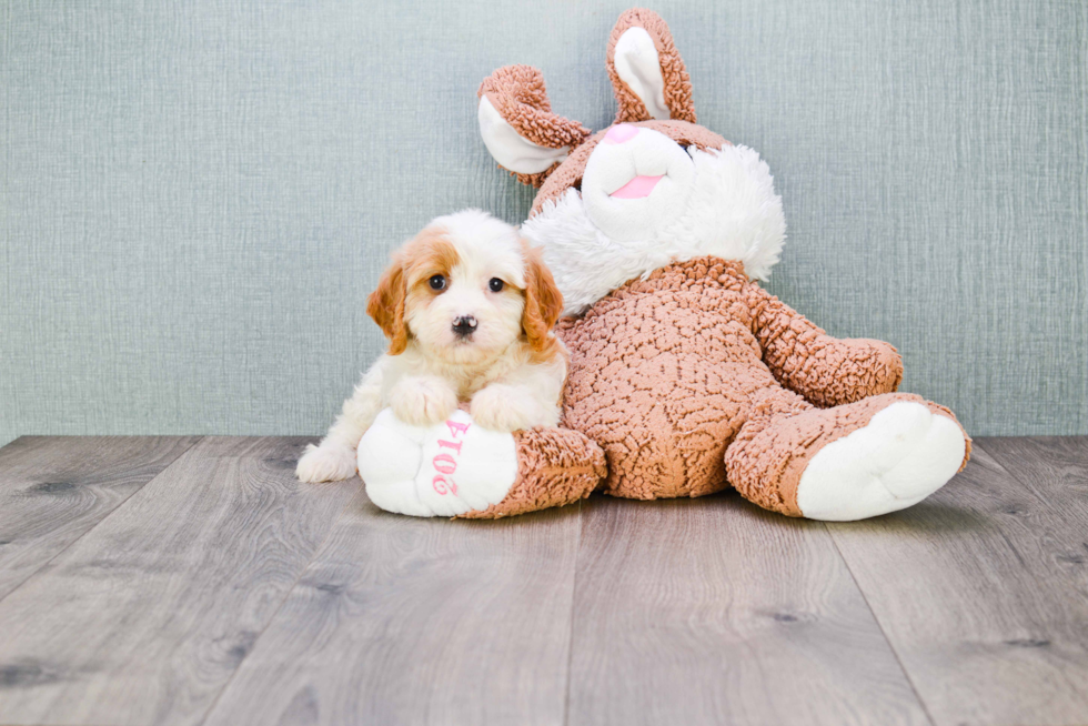 Smart Cavachon Designer Pup