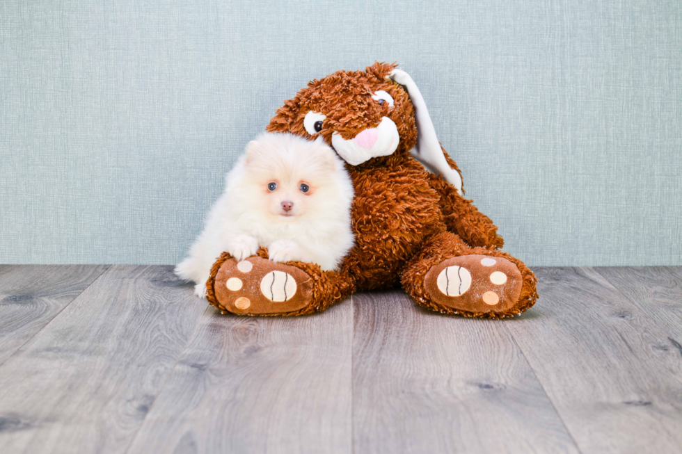 Cute Pomeranian Purebred Puppy