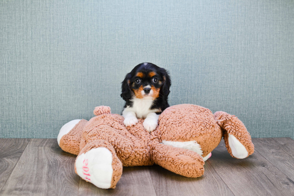 Cavalier King Charles Spaniel Puppy for Adoption