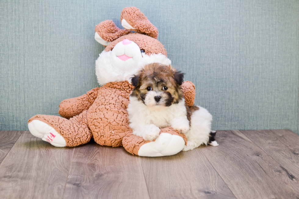 Havanese Puppy for Adoption