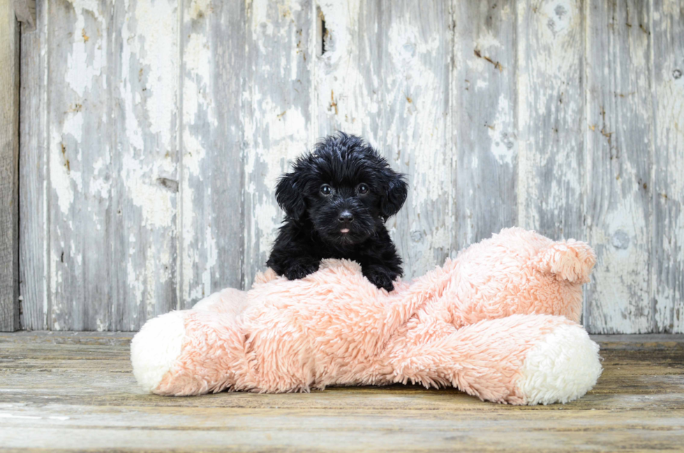 Yorkie Poo Pup Being Cute