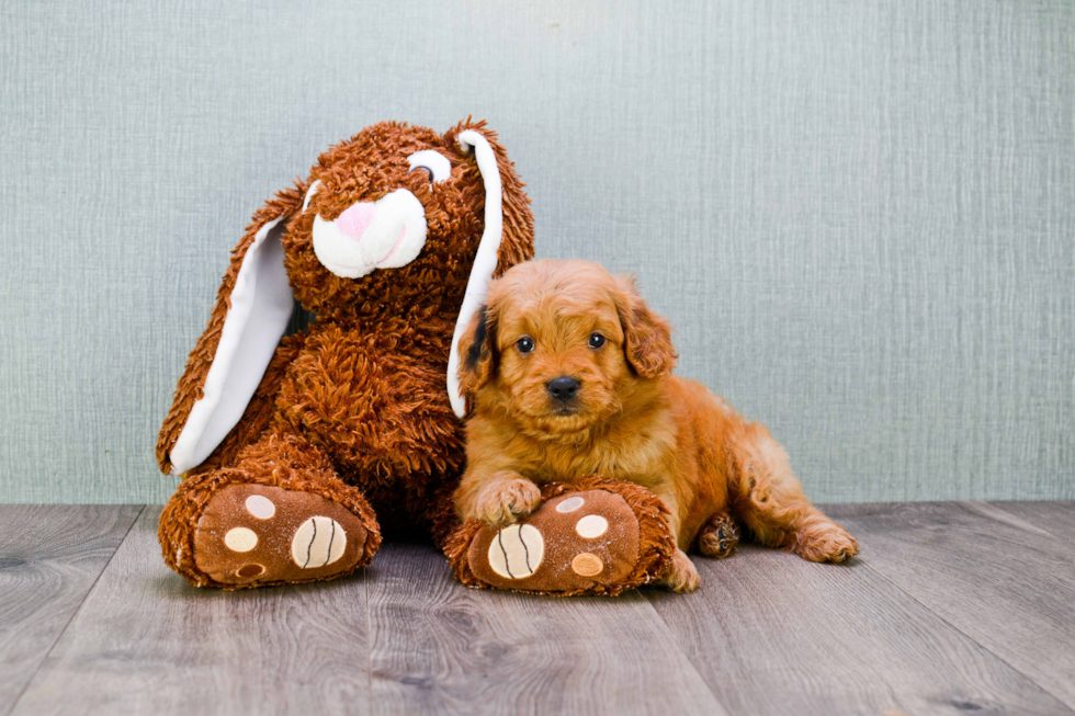 Mini Goldendoodle Pup Being Cute