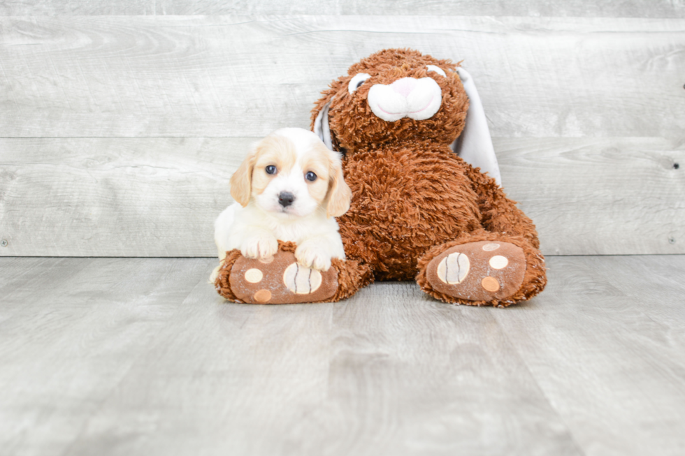 Cavachon Puppy for Adoption