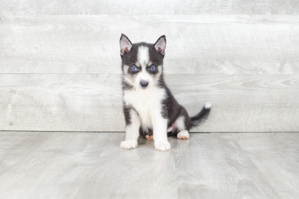 Pomsky Puppy for Adoption