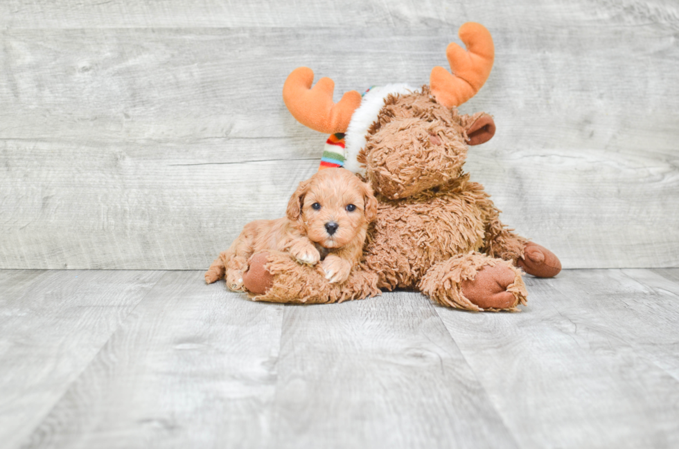 Cavapoo Pup Being Cute