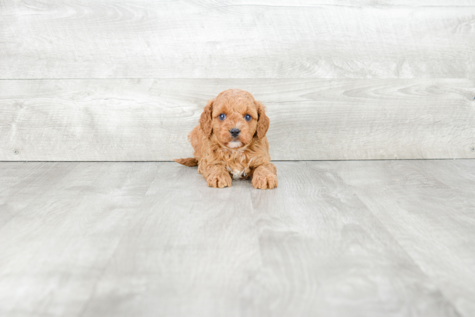 Friendly Cavapoo Baby