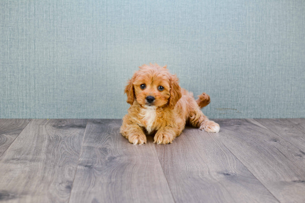 Cavapoo Pup Being Cute