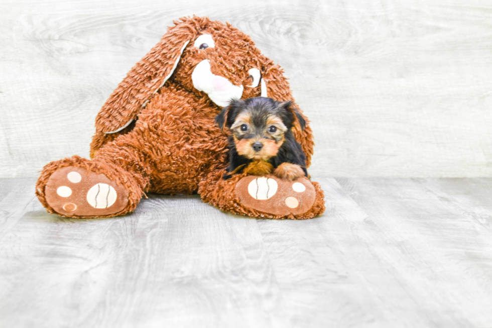 Meet Fiona - our Yorkshire Terrier Puppy Photo 