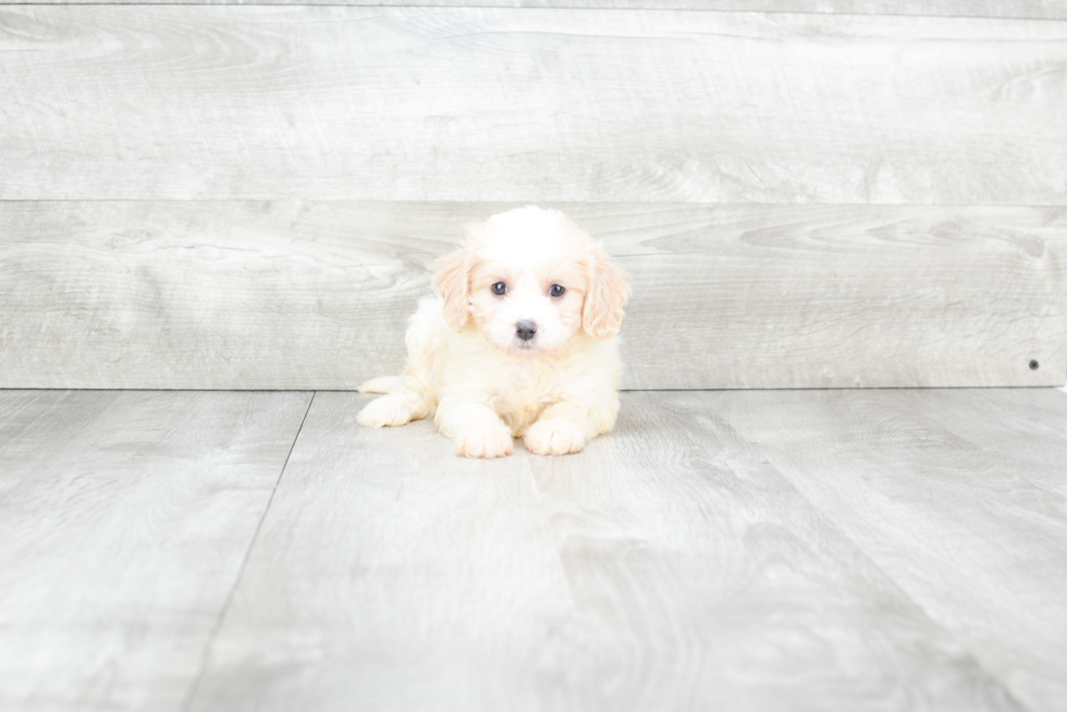 Fluffy Cavachon Designer Pup