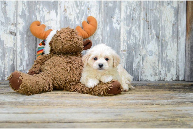 Best Maltipoo Baby