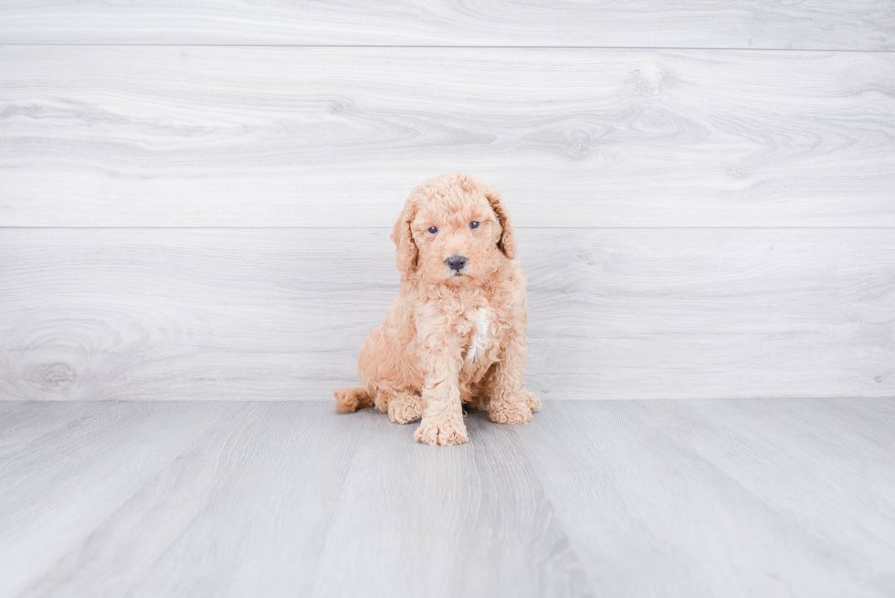 Energetic Golden Retriever Poodle Mix Puppy