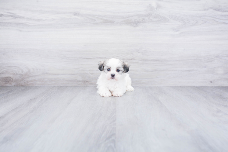 Best Teddy Bear Baby