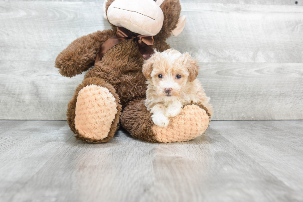 Maltipoo Puppy for Adoption