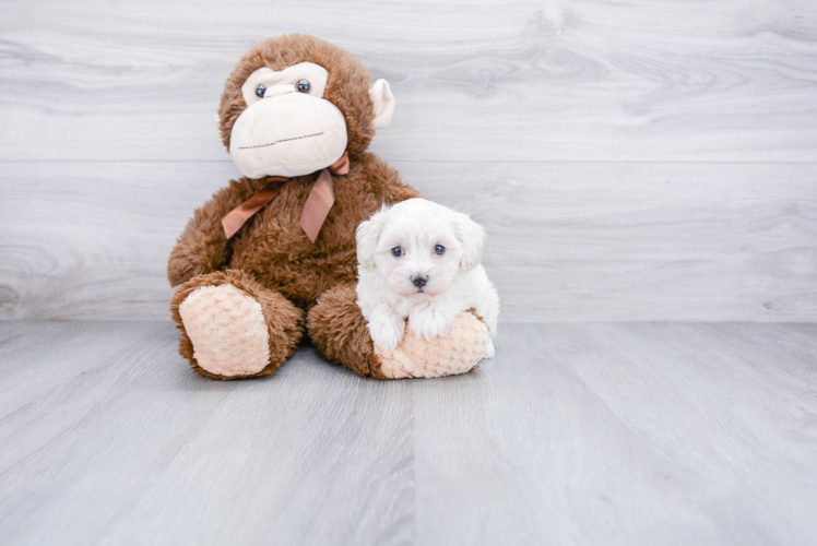 Maltipoo Puppy for Adoption