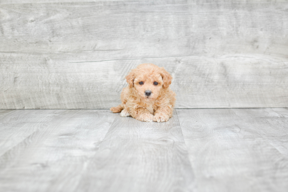 Maltipoo Puppy for Adoption