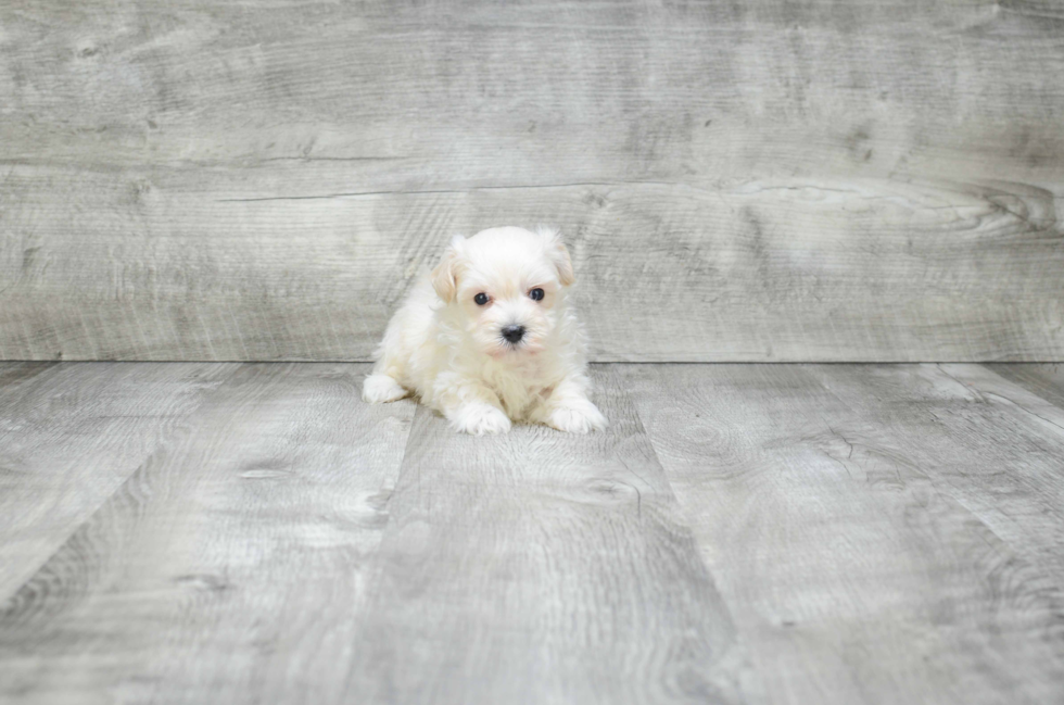 Best Maltipoo Baby