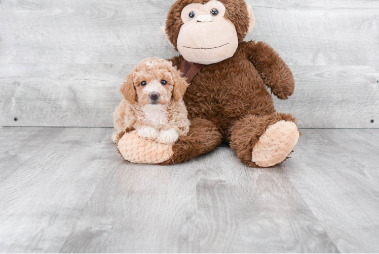 Maltipoo Pup Being Cute