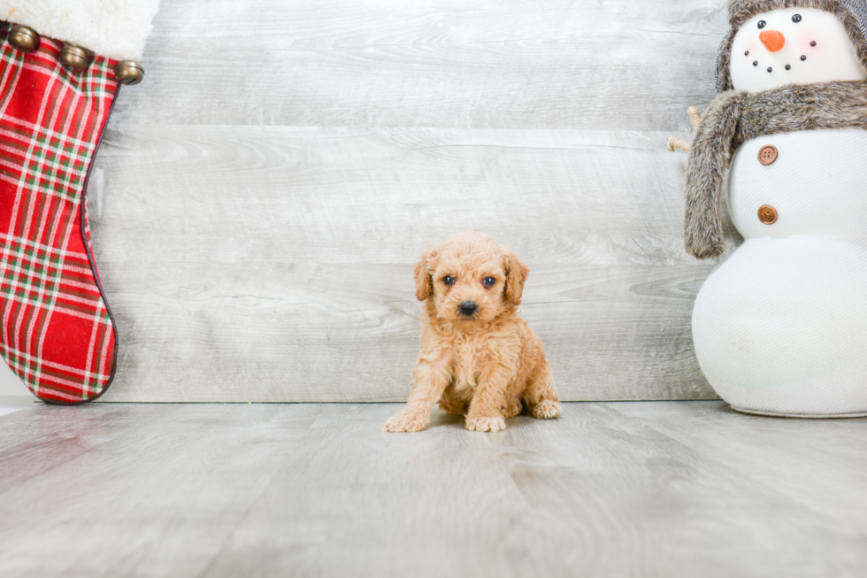 Poodle Pup Being Cute