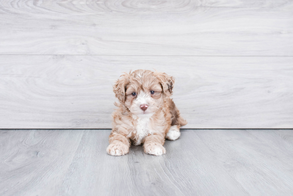 Fluffy Mini Aussiedoodle Poodle Mix Pup