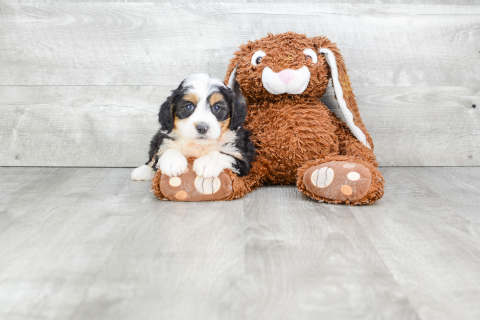 Mini Bernedoodle Puppy for Adoption