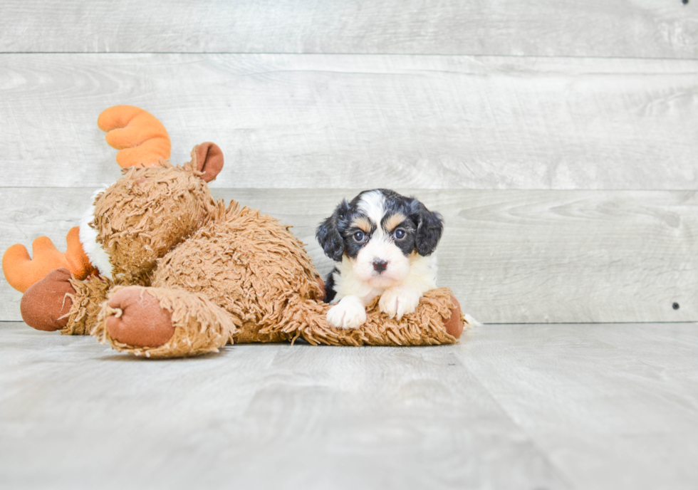 Best Cavachon Baby