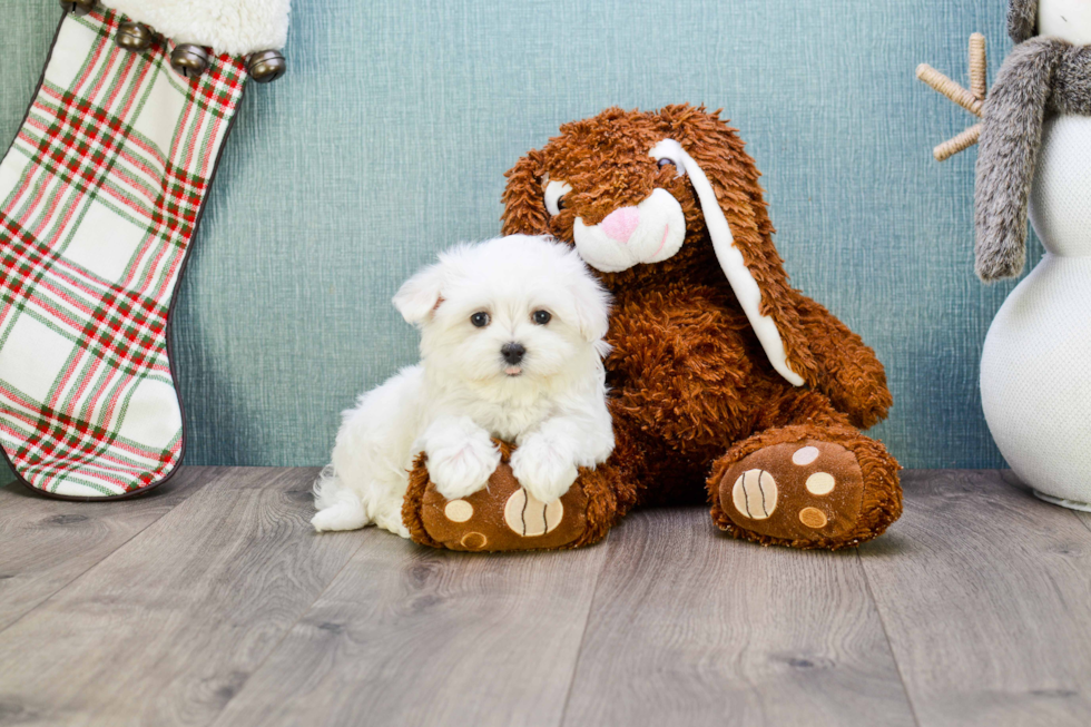 Friendly Maltese Purebred Pup