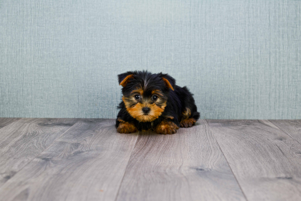 Meet Twinkle - our Yorkshire Terrier Puppy Photo 