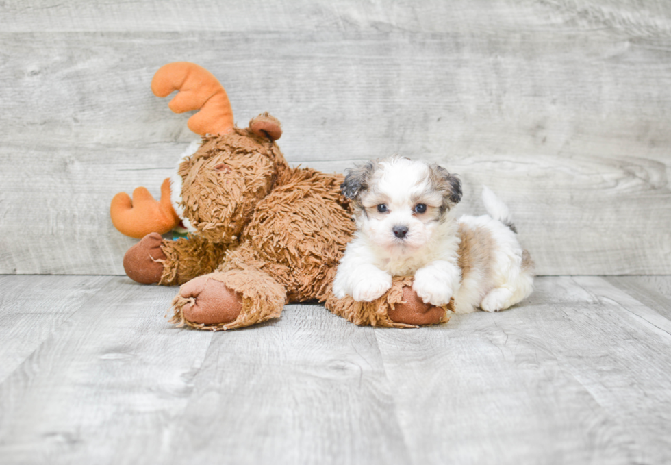 Teddy Bear Pup Being Cute