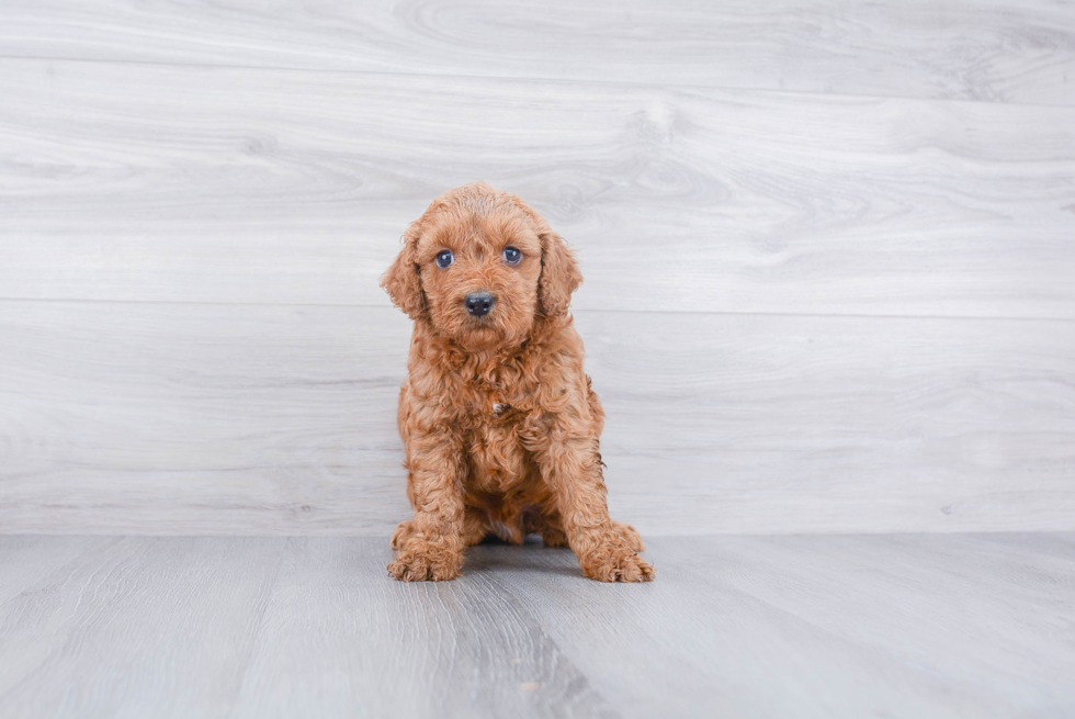 Sweet Mini Goldendoodle Baby