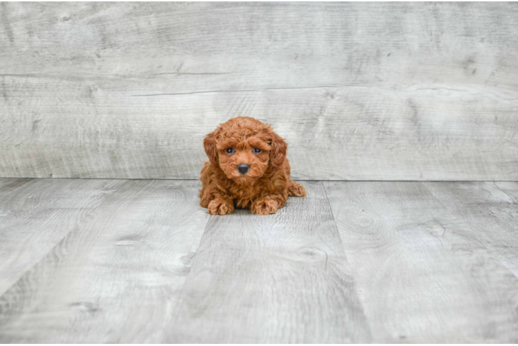 Poodle Pup Being Cute