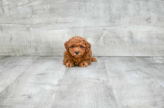 Poodle Pup Being Cute