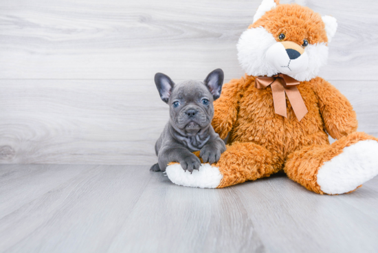 French Bulldog Puppy for Adoption